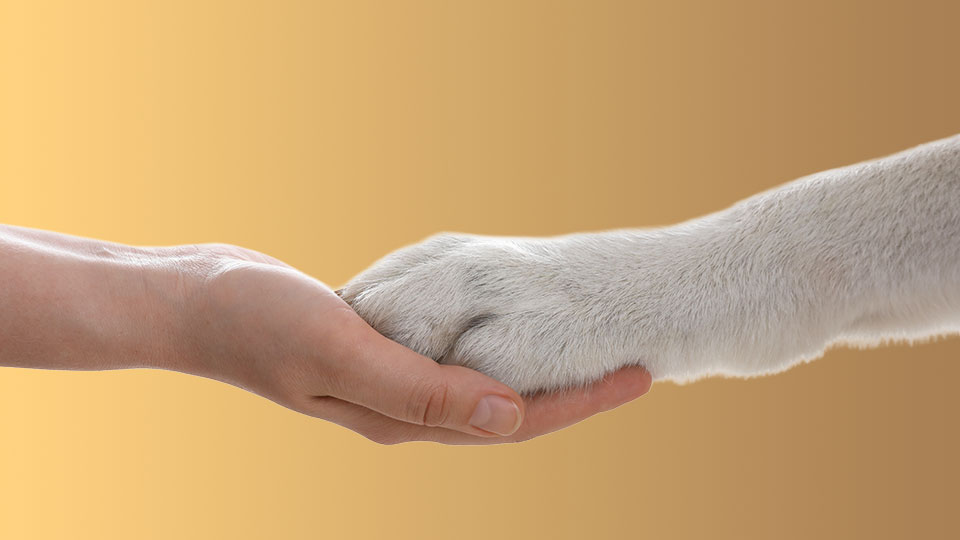 Accor Américas anuncia nova política de bem-estar animal